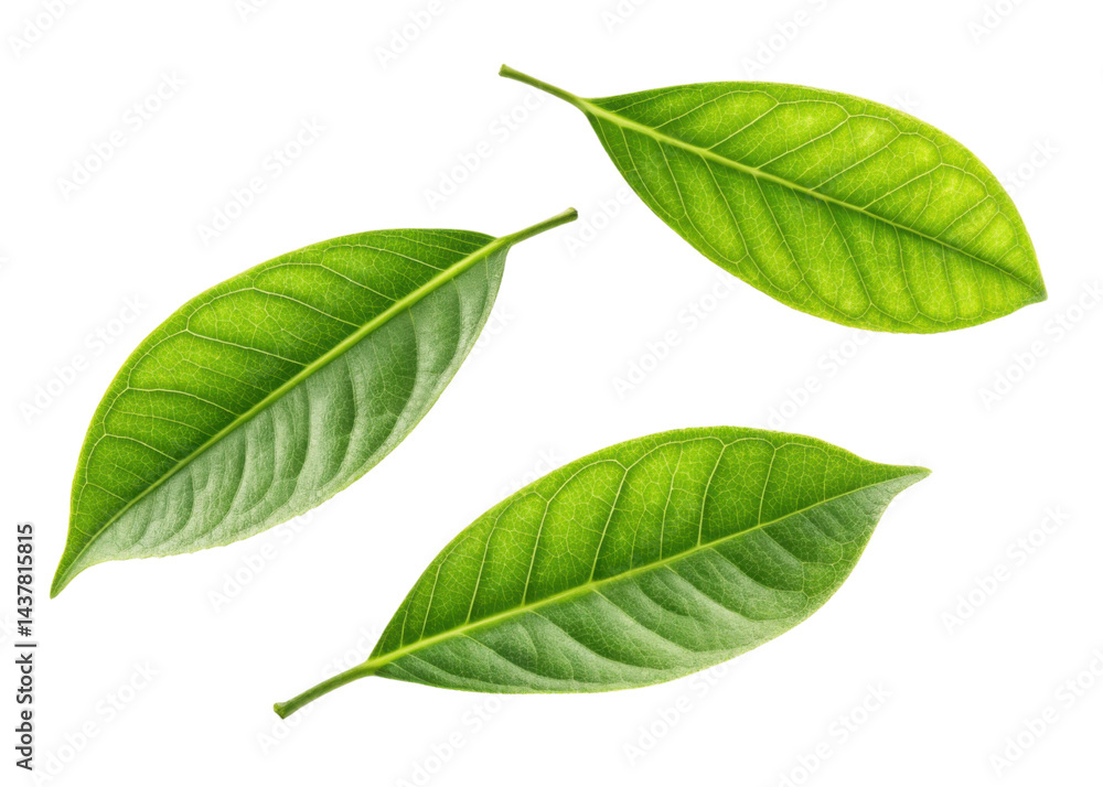 Fototapeta premium Fresh green leaf with visible veins and texture isolated on transparency background showing natural beauty and vibrant lemon freshness