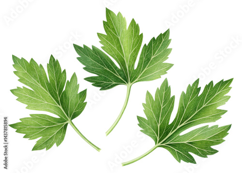 Fresh lovage leaf with vibrant green color and detailed veins isolated on transparency background showing natural texture and shape