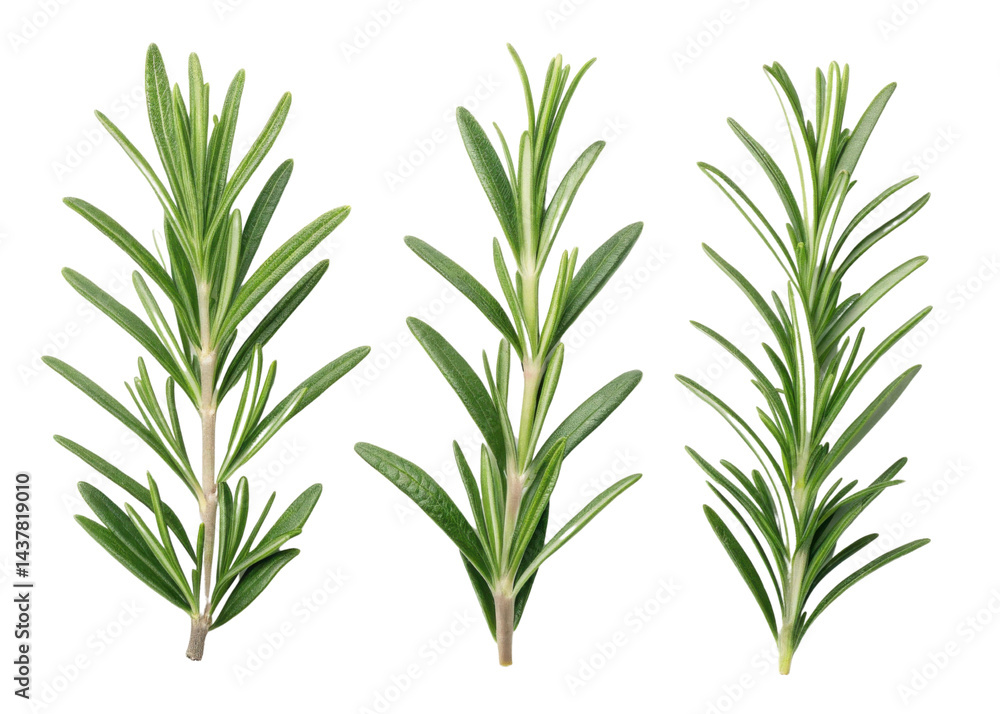 Fresh rosemary leaf sprigs isolated on transparency background with vibrant green color and natural texture for cooking and herbal use Fresh rosemary leaf sprigs isolated on transparency background with vibrant green color and natural texture for cooking and herbal use
