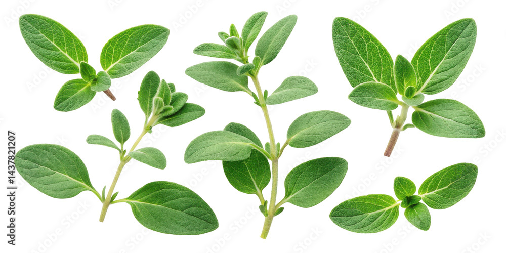 Fresh thyme leaf herb with green leaf closeup isolated on transparency background for cooking and seasoning Fresh thyme leaf herb with green leaf closeup isolated on transparency background for cooking and seasoning