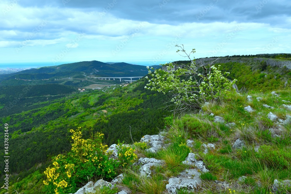 View of Črni kal viaduct from Kraški rob in spring with white and yellow flowering shrubs in Primorska, Slovenia