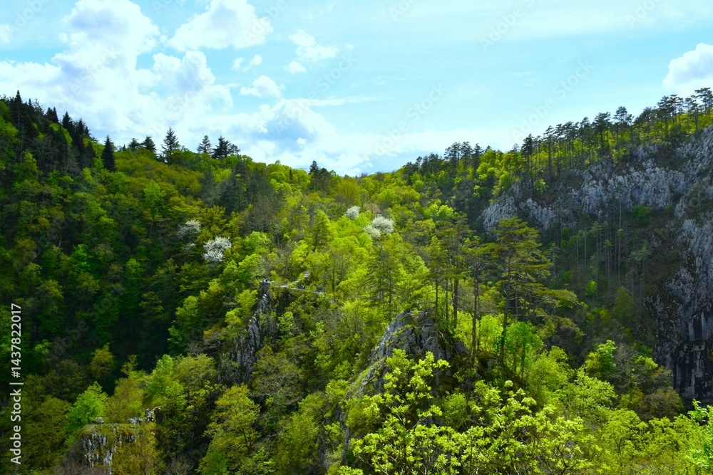 Spring forest at Velika dolina in Škocjan caves in Primorska, Slovenia