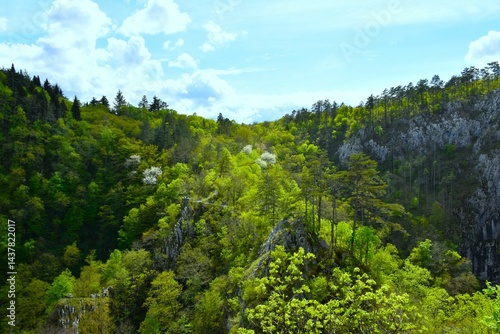 Obraz na płótnie Spring forest at Velika dolina in Škocjan caves in Primorska, Slovenia w salonie