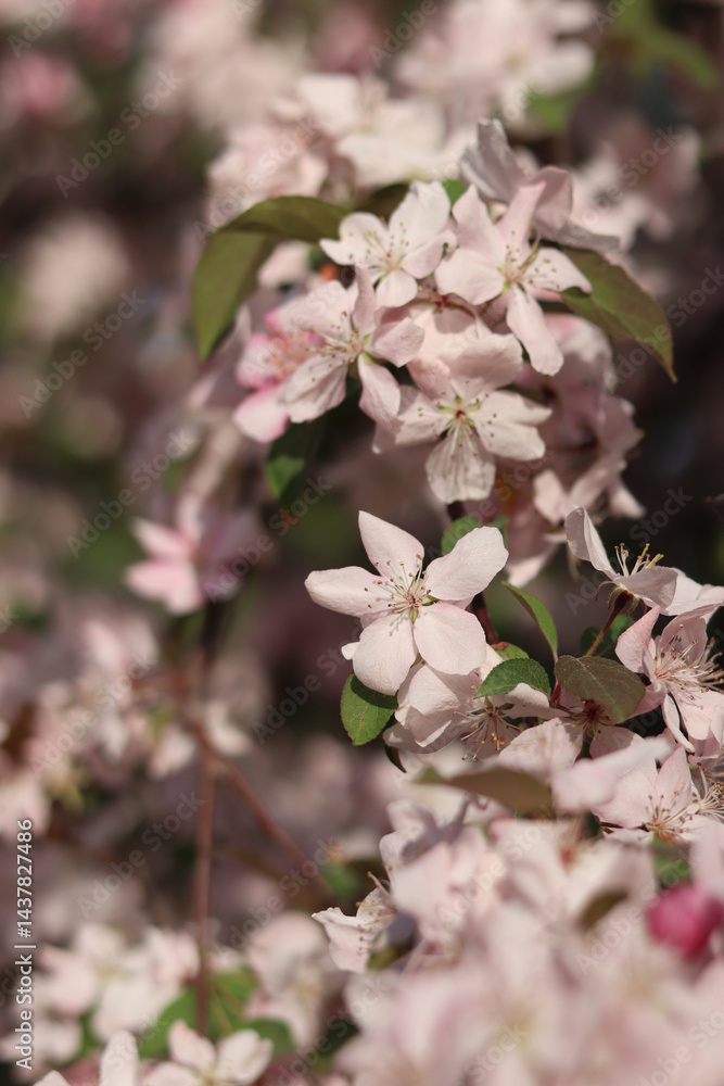 Close-up of blossoming ornamental apple tree. Beautiful apple tree flowers. Close-up flowers, petals and stamens. Spring background. Blooming apple tree in the park. Peaceful nature background