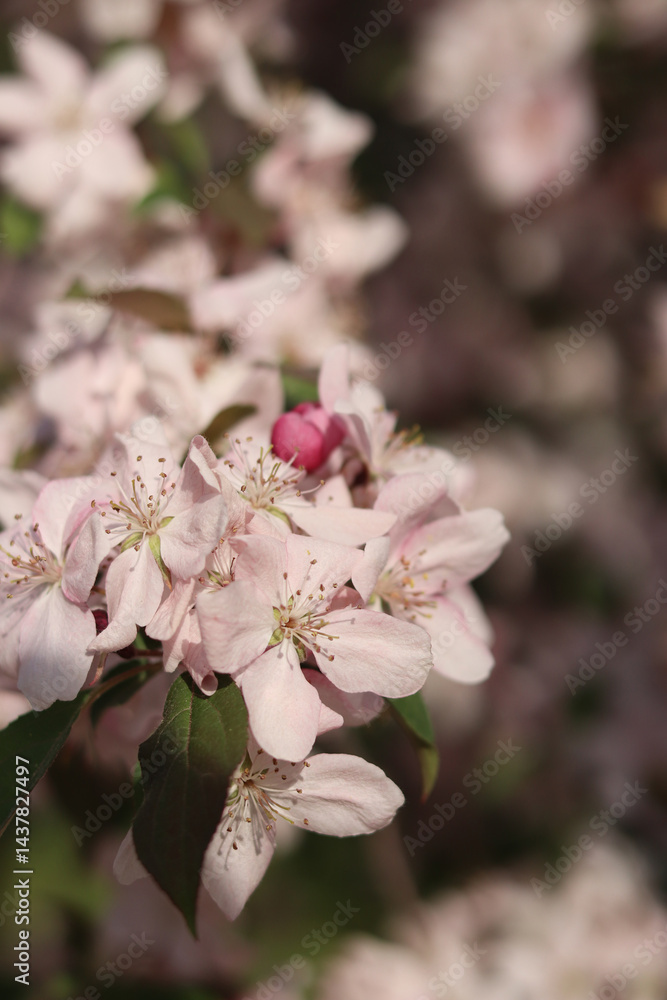 Close-up of blossoming ornamental apple tree. Beautiful apple tree flowers. Close-up flowers, petals and stamens. Spring background. Blooming apple tree in the park. Peaceful nature background