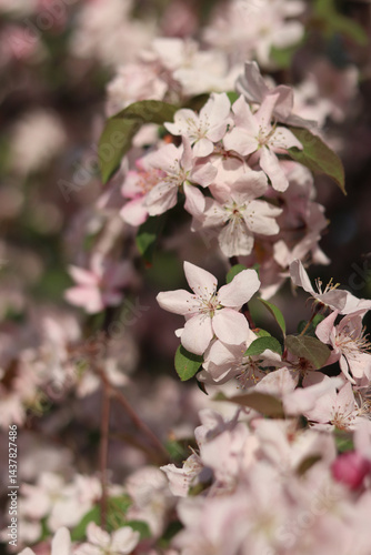 Obraz na płótnie Close-up of blossoming ornamental apple tree. Beautiful apple tree flowers. Close-up flowers, petals and stamens. Spring background. Blooming apple tree in the park. Peaceful nature background w salonie