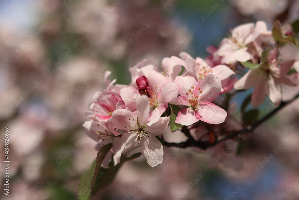 Close-up of blossoming ornamental apple tree. Beautiful apple tree flowers. Close-up flowers, petals and stamens. Spring background. Blooming apple tree in the park. Peaceful nature background