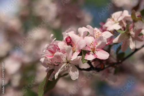 Close-up of blossoming ornamental apple tree. Beautiful apple tree flowers. Close-up flowers, petals and stamens. Spring background. Blooming apple tree in the park. Peaceful nature background