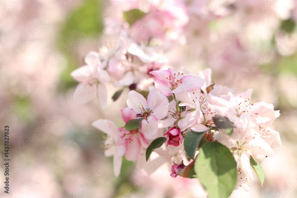 Close-up of blossoming ornamental apple tree. Beautiful apple tree flowers. Close-up flowers, petals and stamens. Spring background. Blooming apple tree in the park. Peaceful nature background