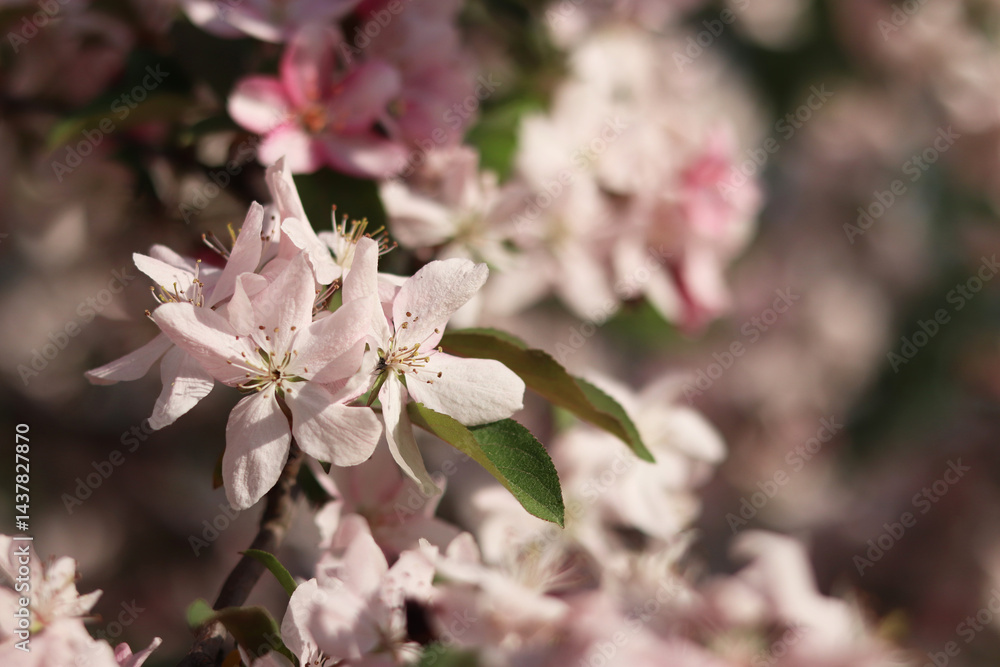 Close-up of blossoming ornamental apple tree. Beautiful apple tree flowers. Close-up flowers, petals and stamens. Spring background. Blooming apple tree in the park. Peaceful nature background