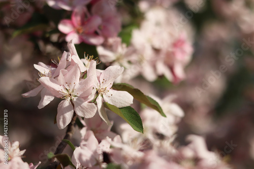 Obraz na płótnie Close-up of blossoming ornamental apple tree. Beautiful apple tree flowers. Close-up flowers, petals and stamens. Spring background. Blooming apple tree in the park. Peaceful nature background w salonie