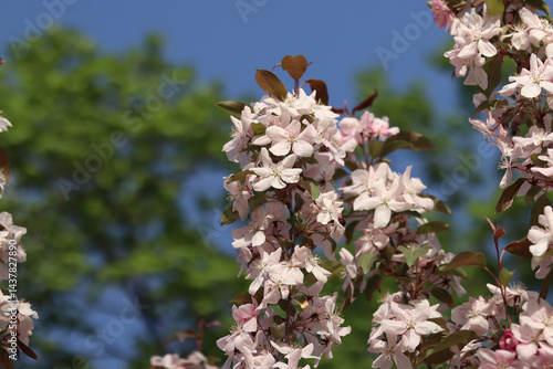 Close-up of blossoming ornamental apple tree. Beautiful apple tree flowers. Close-up flowers, petals and stamens. Spring background. Blooming apple tree in the park. Peaceful nature background