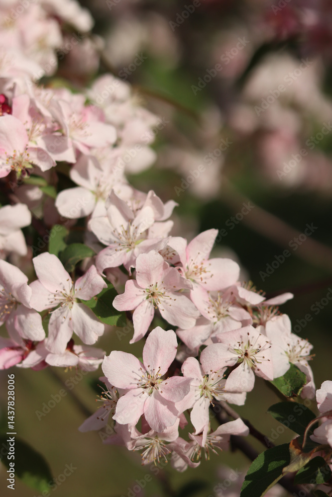 Close-up of blossoming ornamental apple tree. Beautiful apple tree flowers. Close-up flowers, petals and stamens. Spring background. Blooming apple tree in the park. Peaceful nature background