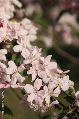 Close-up of blossoming ornamental apple tree. Beautiful apple tree flowers. Close-up flowers, petals and stamens. Spring background. Blooming apple tree in the park. Peaceful nature background