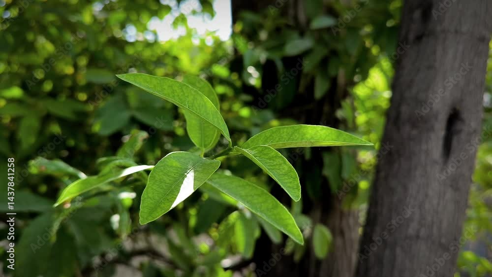 Close up of green leaves on a tree branch with a blurred background on a bright sunny day outdoors Close up of green leaves on a tree branch with a blurred background on a bright sunny day outdoors