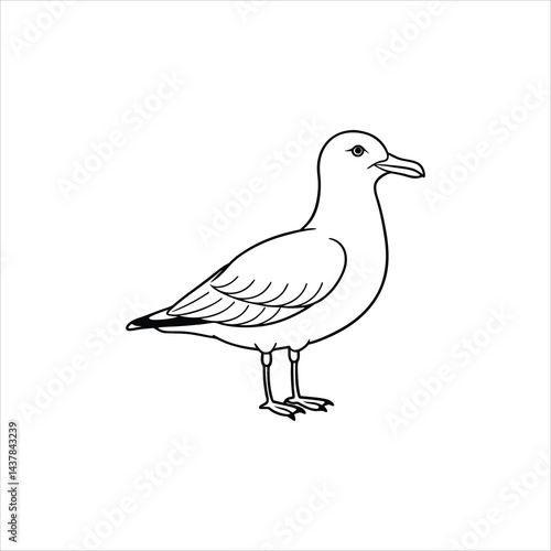 seagull vector