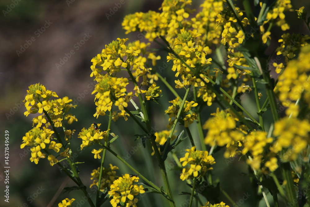 Fototapeta premium Barbarea vulgaris (lat. Barbarea vulgaris) is blooming in the meadow. Inflorescence Barbarea vulgaris. Spring 2025. 
