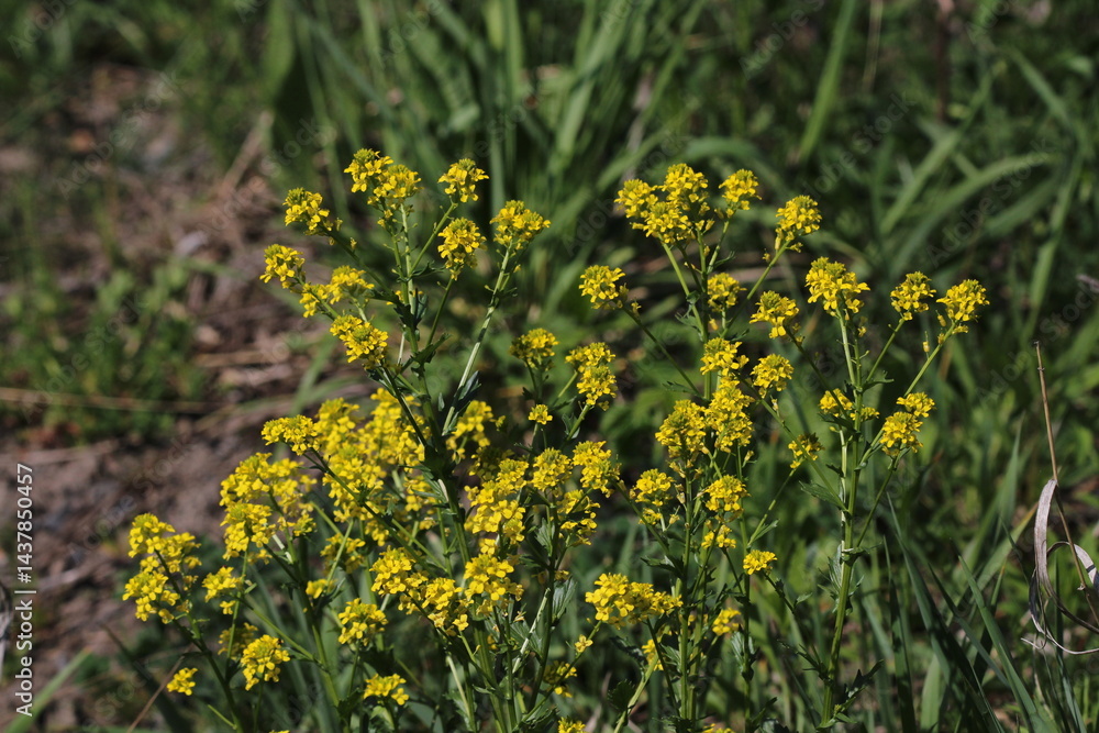 Barbarea vulgaris (lat. Barbarea vulgaris) is blooming in the meadow. Inflorescence Barbarea vulgaris. Spring 2025.
Barbarea vulgaris (lat. Barbarea vulgaris) is blooming in the meadow. Inflorescence Barbarea vulgaris. Spring 2025.