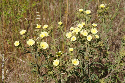 Common Andryala (Andryala integrifolia)