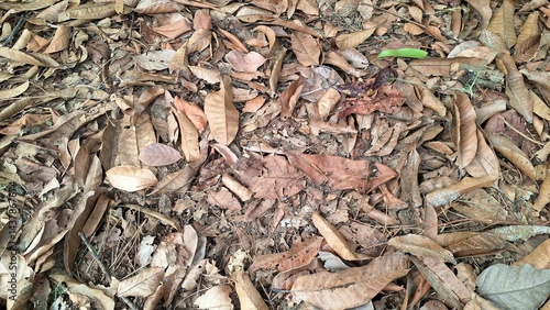 A thick layer of dry fallen leaves creates a natural ground cover and texture, with brown autumn hues scattered across the forest floor