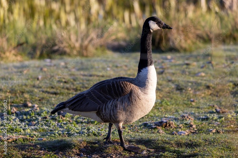 Canada Goose Canada Goose