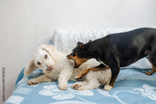 Konstfotografi Small black dog biting a white poodle lying on a bed