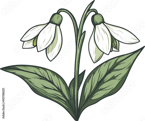 illustration of snowdrop flowers