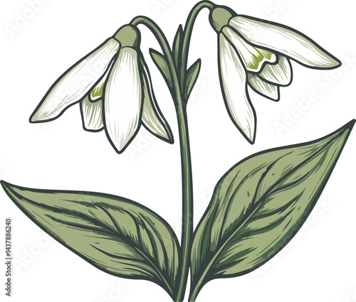illustration of snowdrop flowers