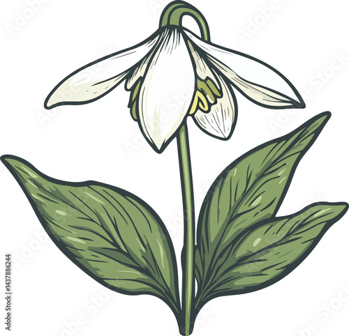 illustration of snowdrop flowers