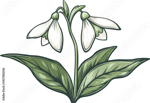illustration of snowdrop flowers