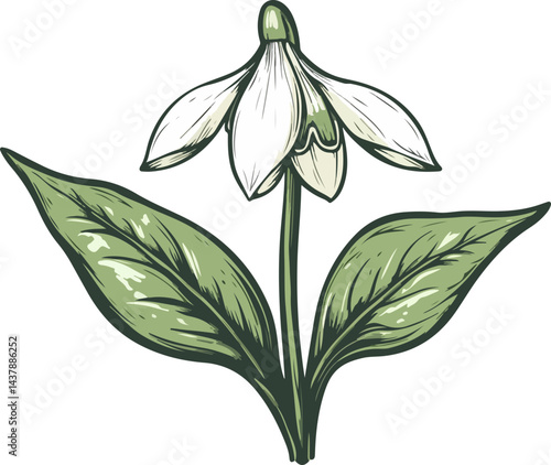 illustration of snowdrop flowers