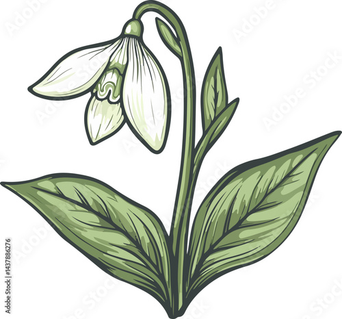 illustration of snowdrop flowers