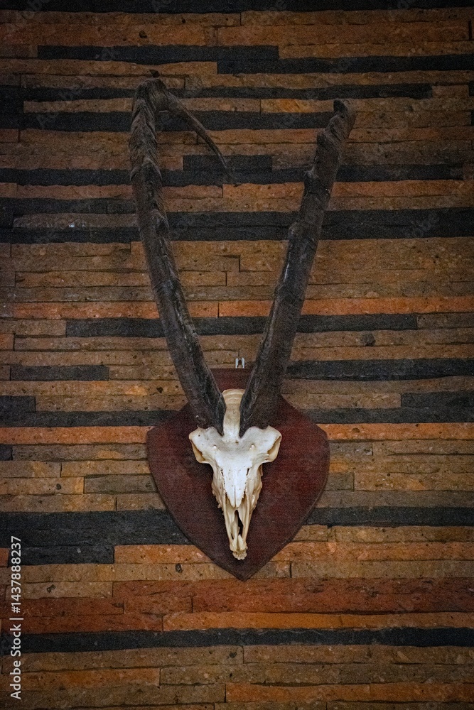ibex skull on the wall