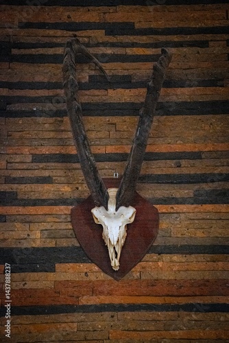 Obraz na płótnie ibex skull on the wall w salonie