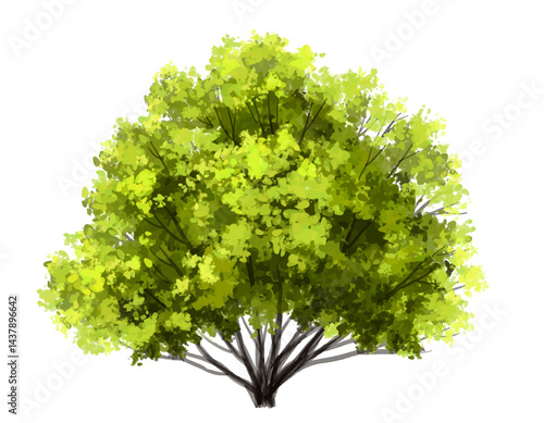 green tree isolated on white background
