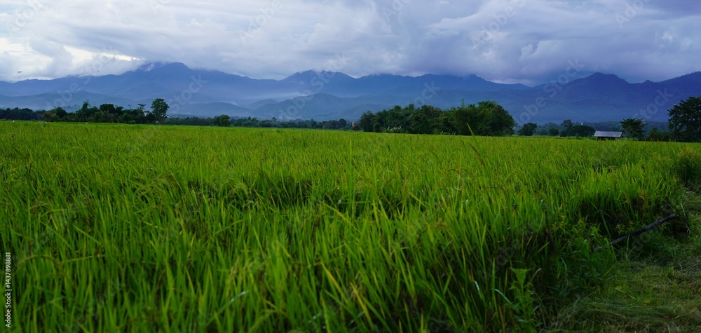 The green rice fields stretch as far as the eye can see. The rice plants sway gently. The mountains towering above the rice fields create a peaceful natural landscape. The green rice fields stretch as far as the eye can see. The rice plants sway gently. The mountains towering above the rice fields create a peaceful natural landscape.