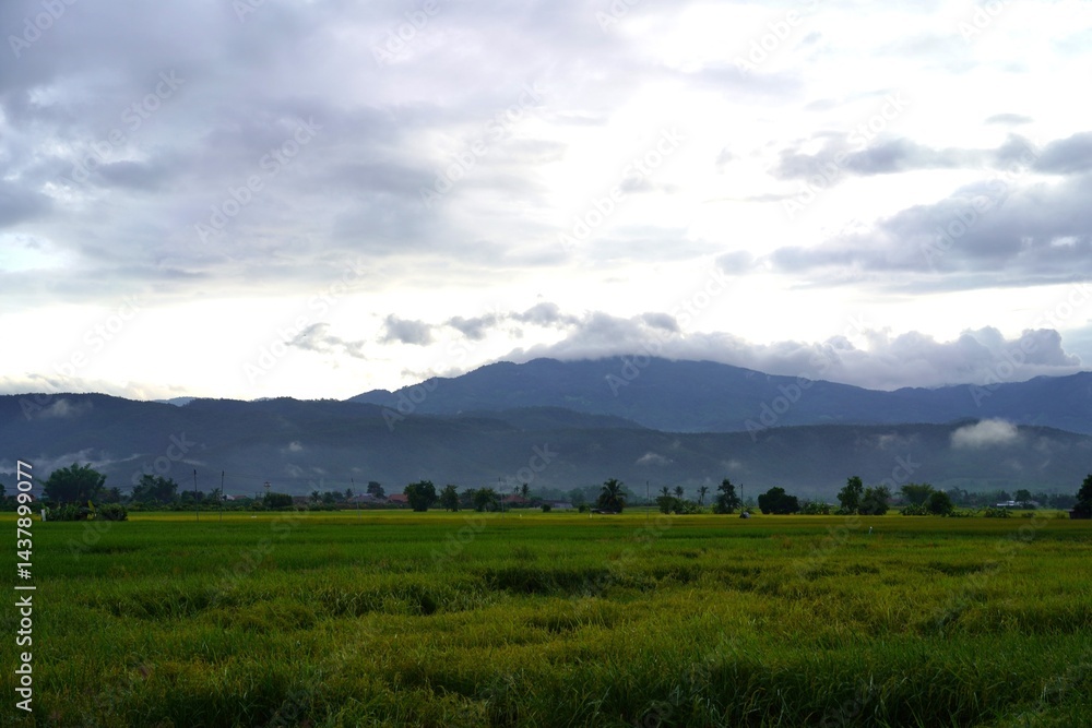 Fototapeta premium The green rice fields stretch as far as the eye can see. The rice plants sway gently. The mountains towering above the rice fields create a peaceful natural landscape.