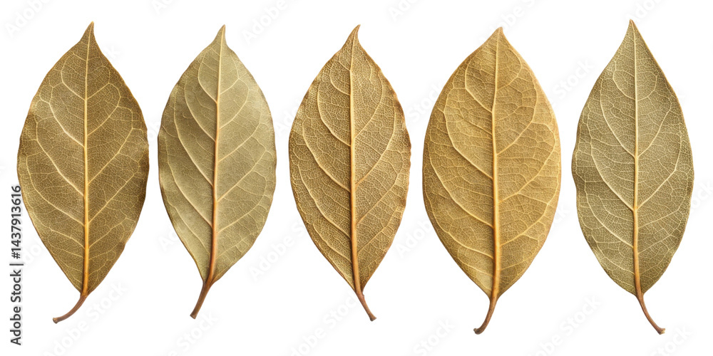 Obraz premium Dry bay leaf collection with detailed texture and natural color variations isolated on transparency background for botanical or culinary use