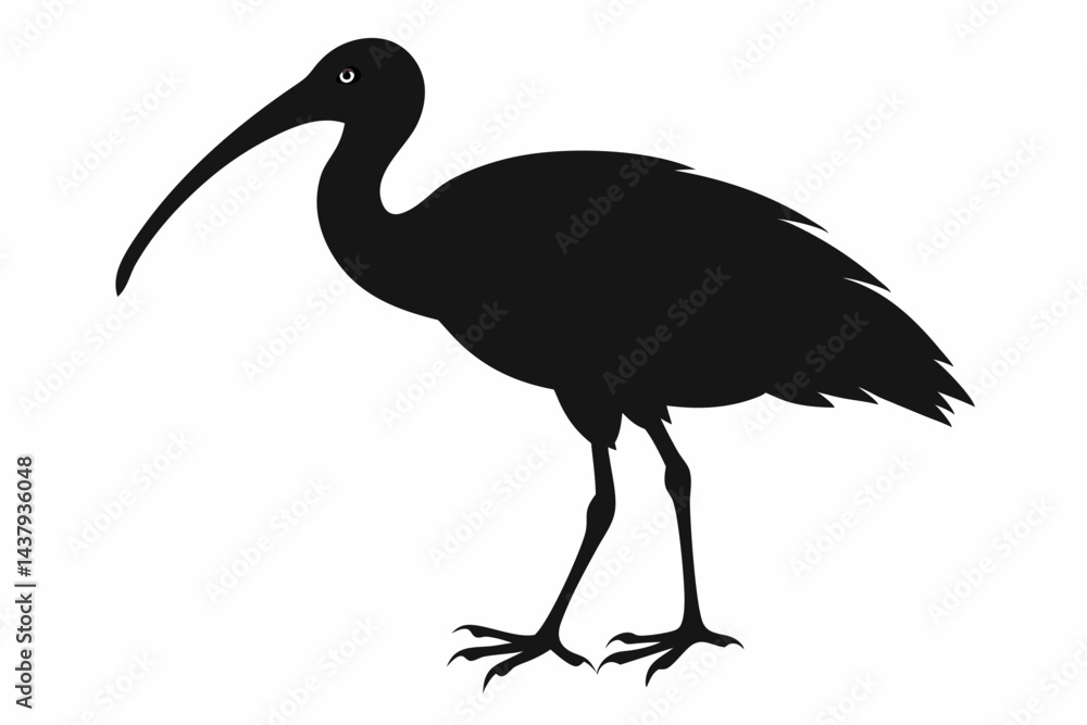 Fototapeta premium ibis sihouette black vector