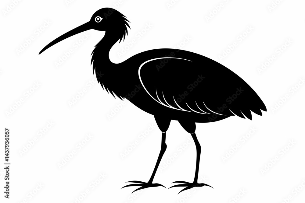 Obraz premium ibis sihouette black vector
