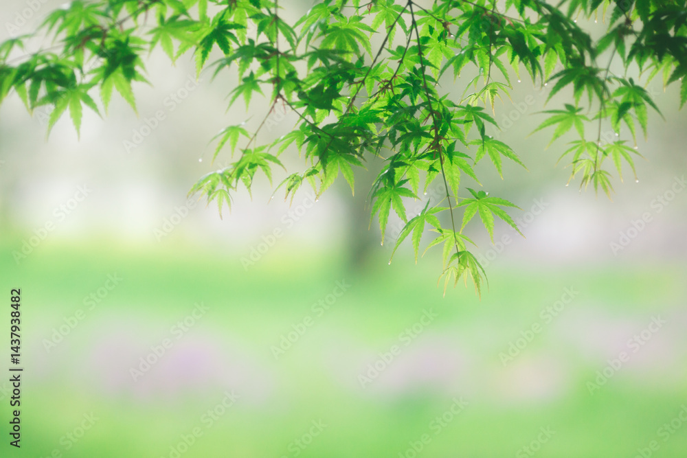新緑のもみじ 新緑のもみじ