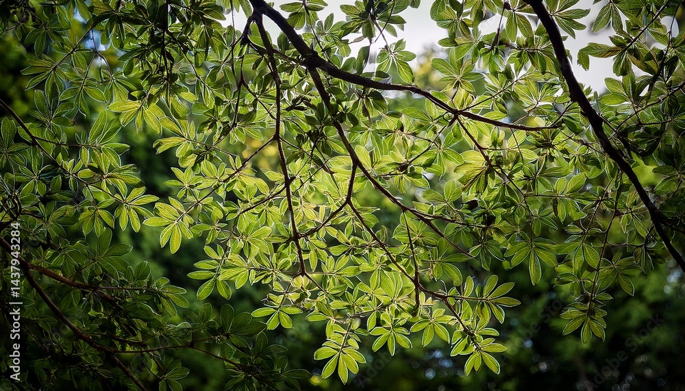 Fototapeta premium tree branches and green leaves overlay fine art photography background