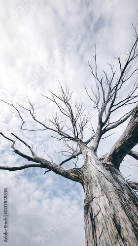 bare tree standing against dramatic cloudy sky photographed from low angle emphasizing twisted branches rough texture conveying solitude resilience stark natural beauty and atmospheric melancholic moo