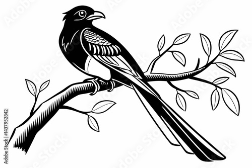 trogon sihouette black vector