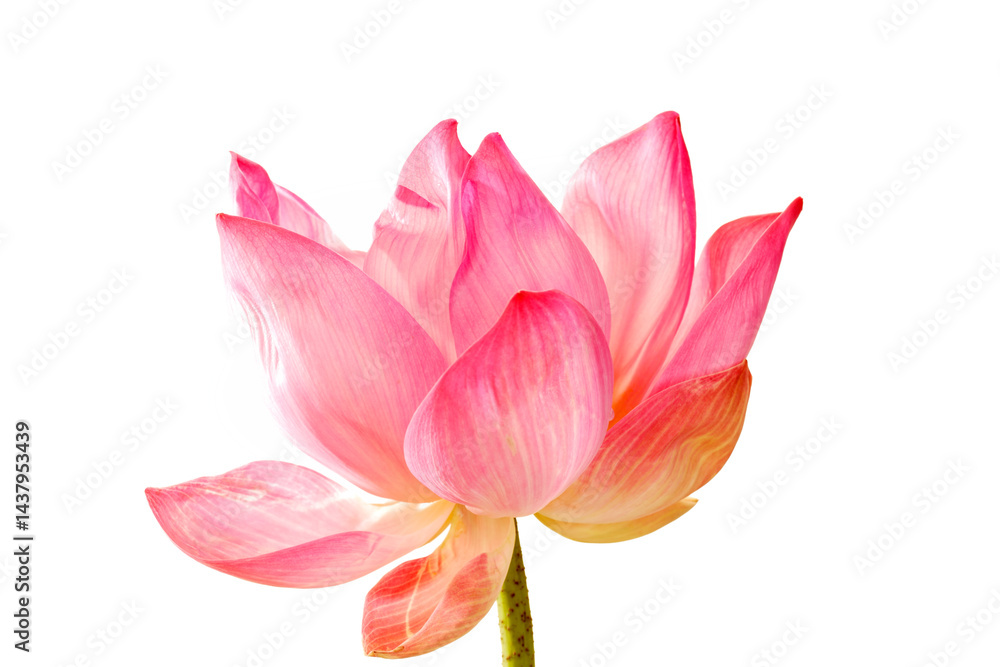 Fototapeta premium Elegant Pink Lotus Flower Blooming on White Background