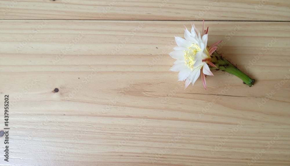 薄木目の上にそっと咲くサボテンの花、ナチュラルな中に力強さを感じるワンシーン
薄木目の上にそっと咲くサボテンの花、ナチュラルな中に力強さを感じるワンシーン