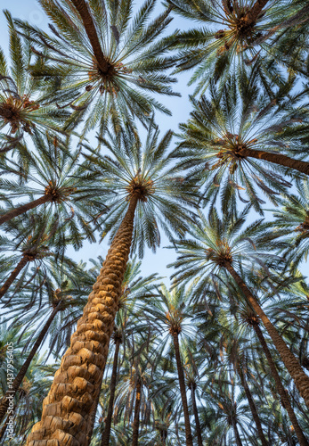 Under the palm trees, al-Ula Oasis, Saudi Arabia