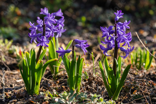 Wallpaper Mural Hyazinthe erblüht im Frühling Torontodigital.ca