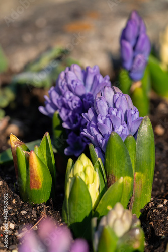 Wallpaper Mural Hyazinthe erblüht im Frühling Torontodigital.ca