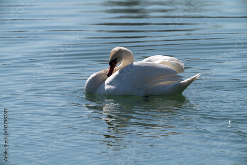Wallpaper Mural Schwan auf dem Bodensee Torontodigital.ca